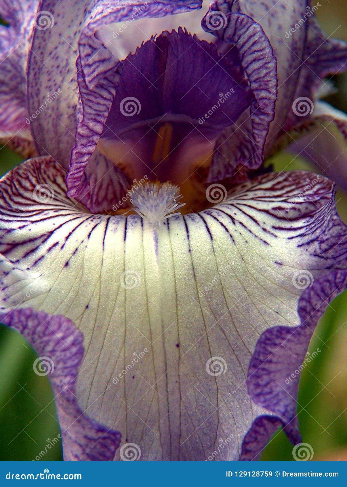 The Blooming Iris in Summer Stock Image Image of blossom, focus