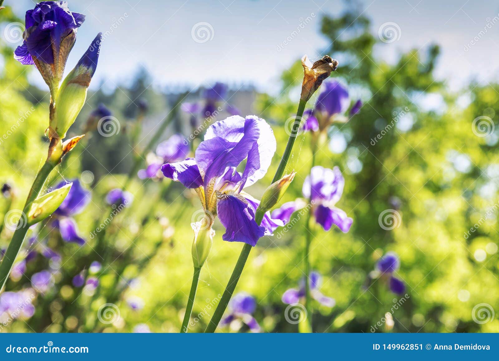 Blooming Irises in the Sun in a Field Stock Image Image of beauty