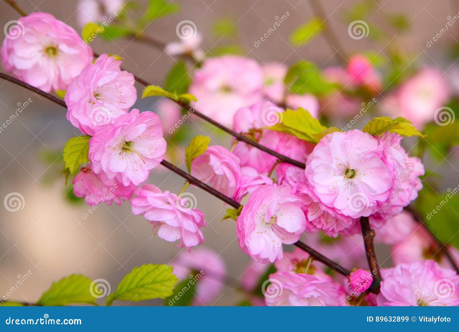 Blooming Japanese plum stock image. Image of plum, nature 89632899