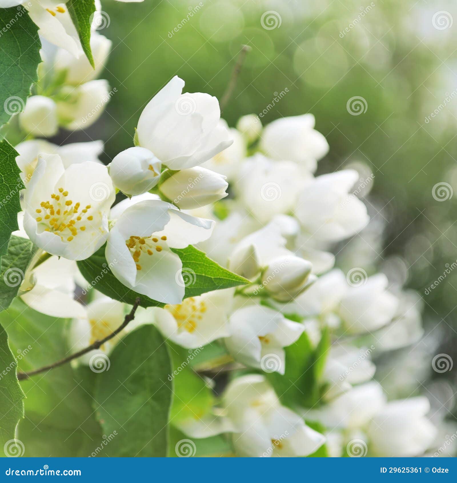 Blooming jasmine bush stock image. Image of freshness 29625361