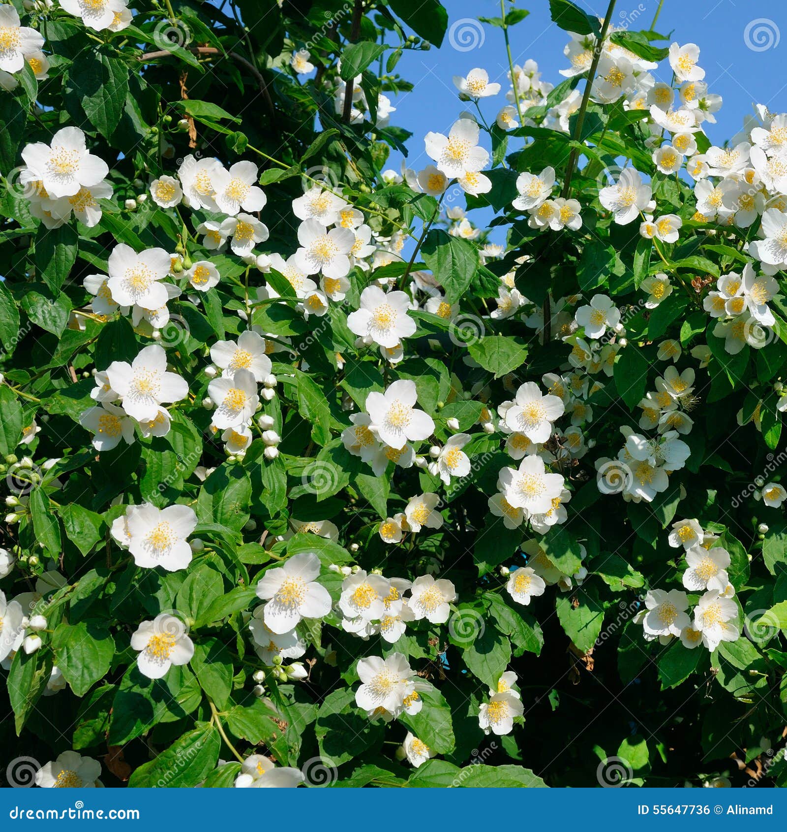 Blooming jasmine bush stock photo. Image of fresh, flora 55647736