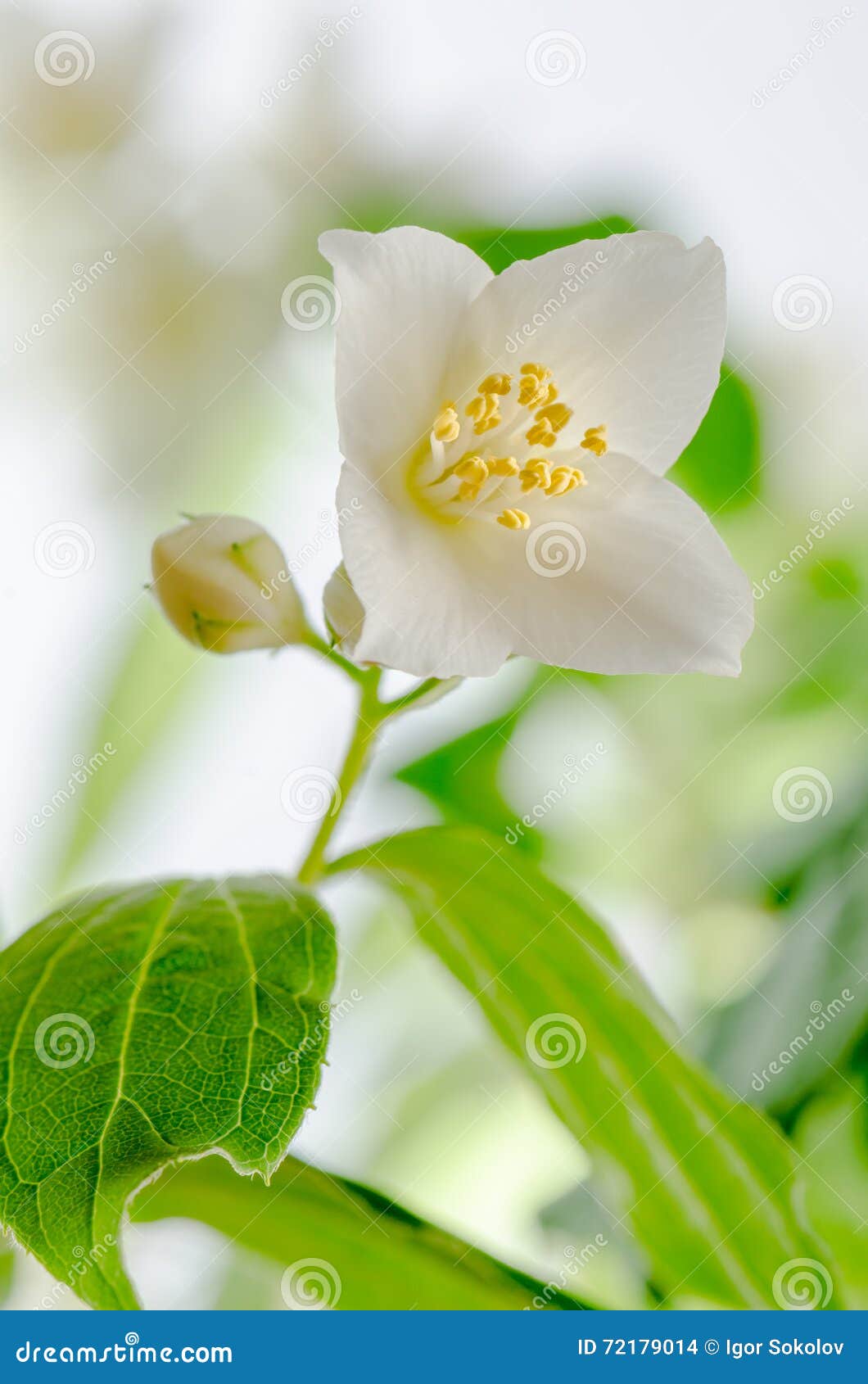 Blooming Jasmine Bush, Closeup Stock Photo Image of garden, jasmin