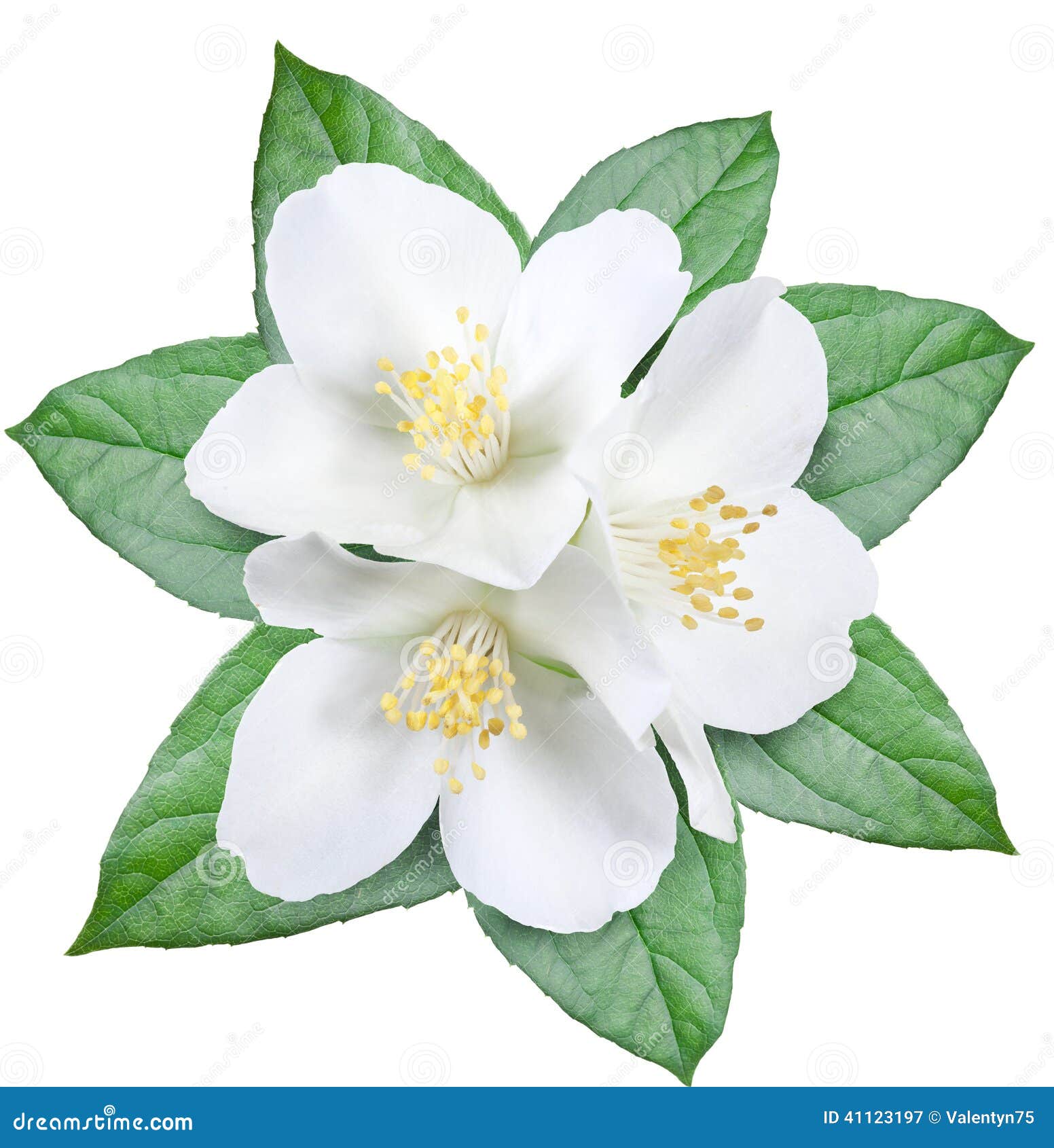 Blooming Jasmine Flower with Leaves. Stock Image Image of flora