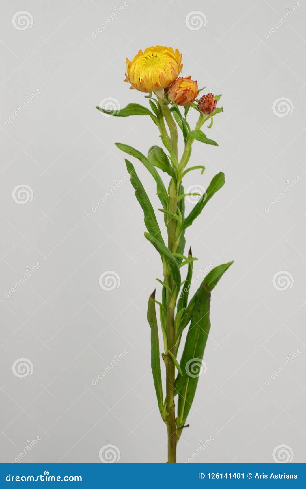 Fleur de paille - Helichrysum bracteatum 