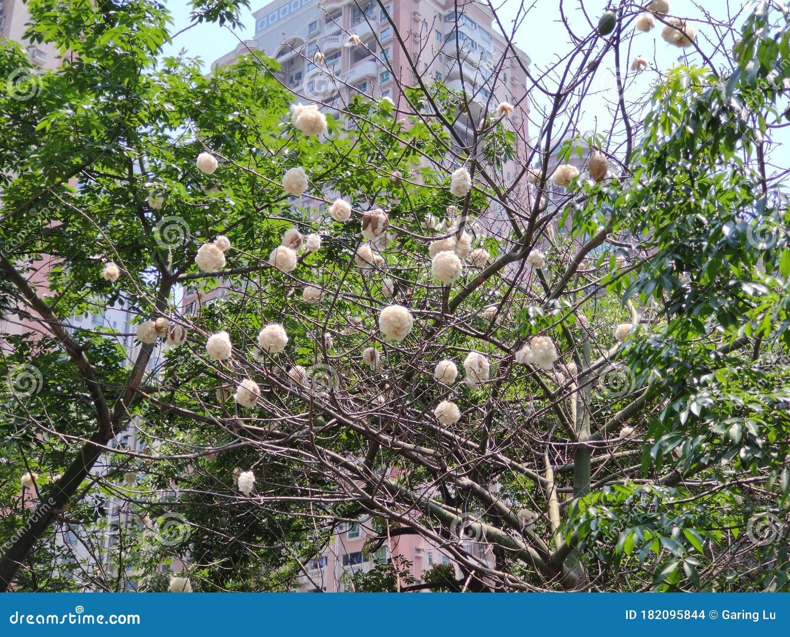 Blooming Kapok Tree in the City Stock Photo Image of blooming, tree