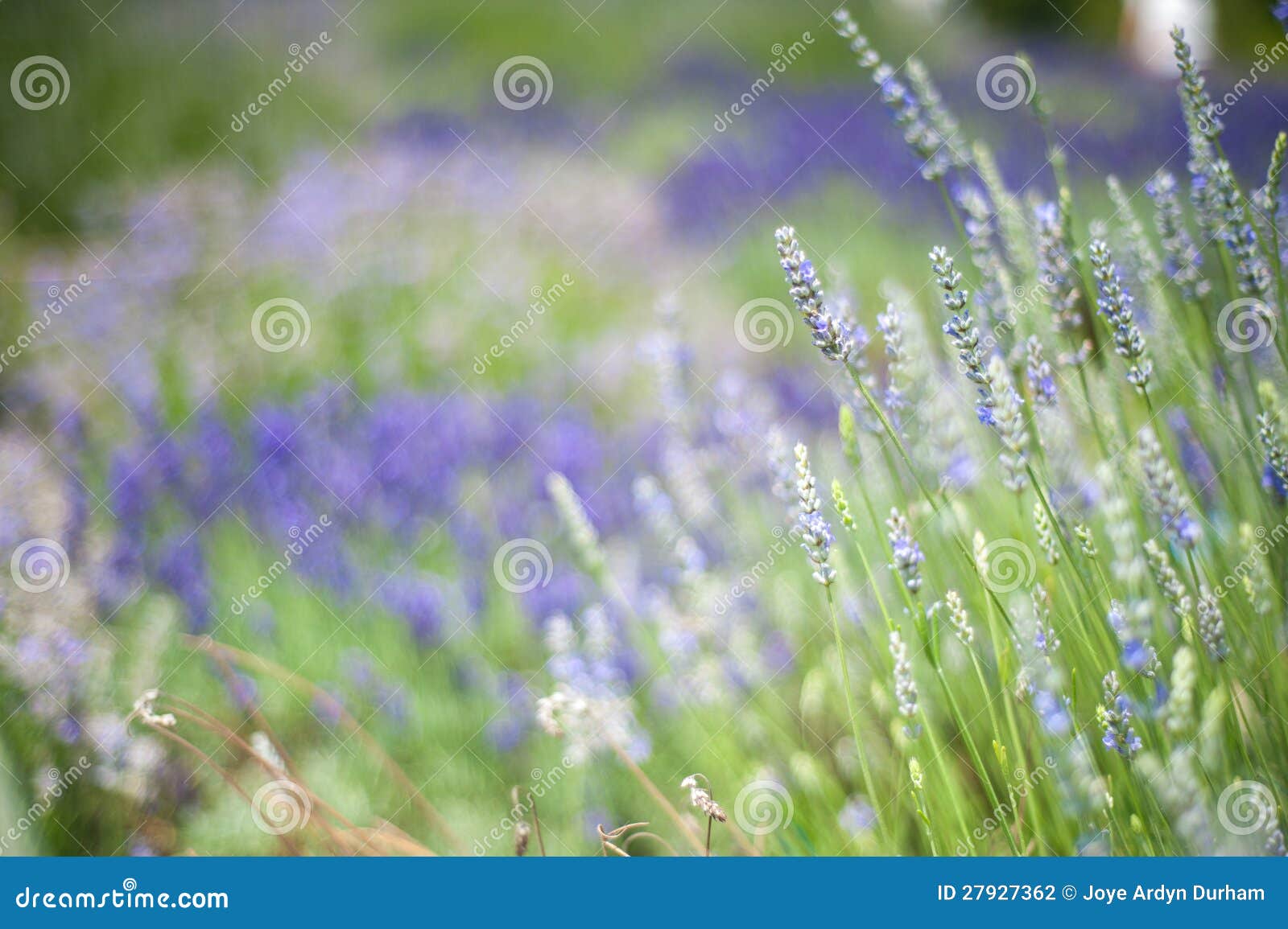 Blooming Lavender stock photo. Image of flora, botany 27927362