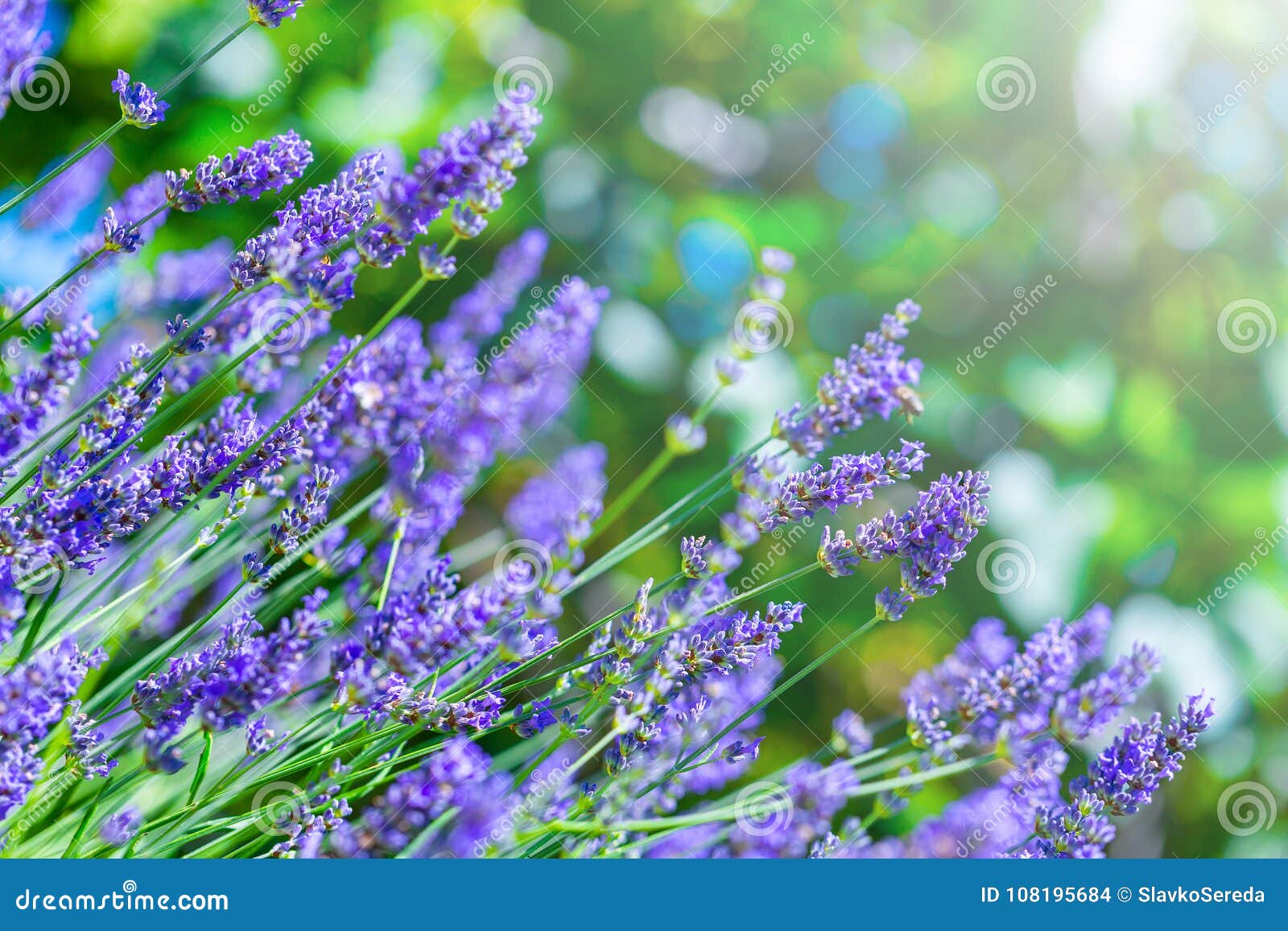 blooming lavender bush in a shallow dof