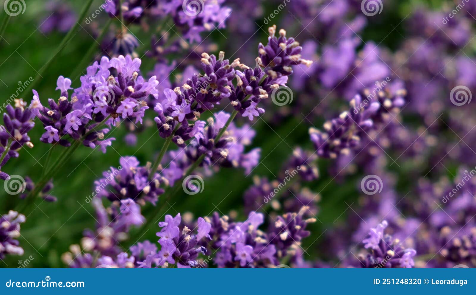 Blooming Lavender in a Field. Selective Focus. Slow Motion Stock