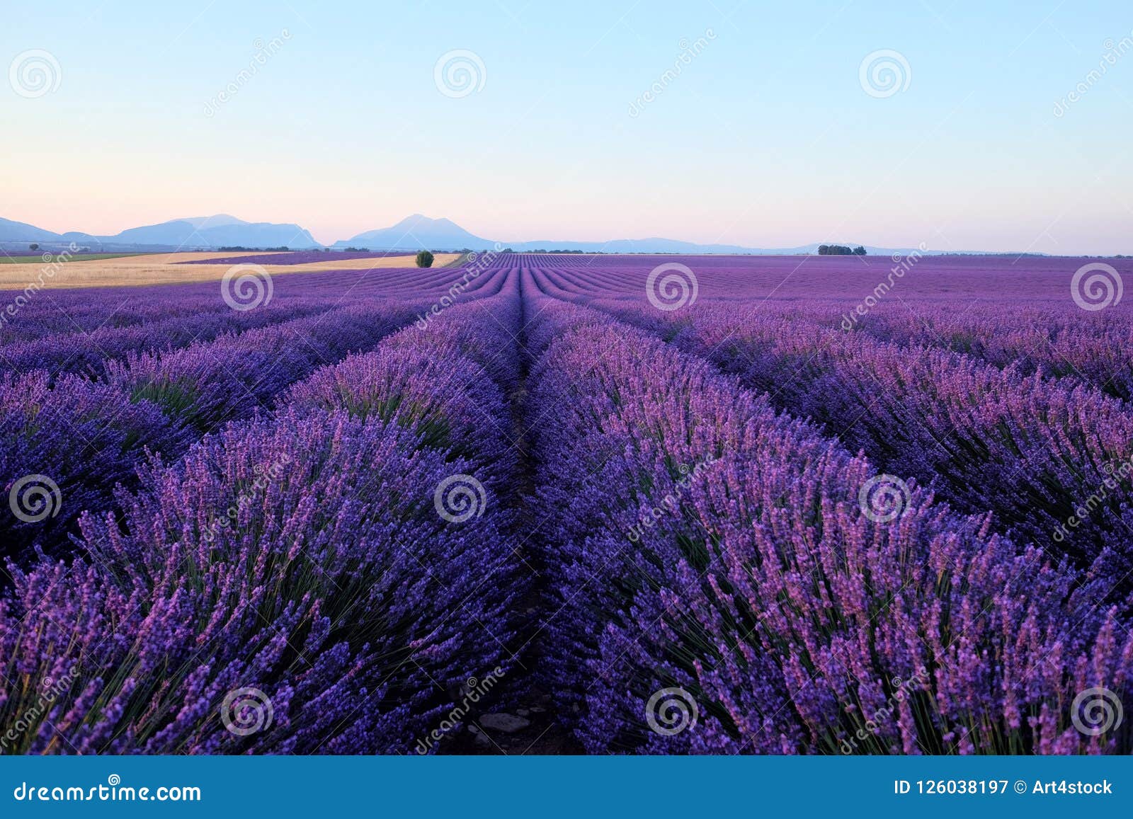 Morning Sun Rays Over Blooming Lavender Field Stock Image - Image of ...