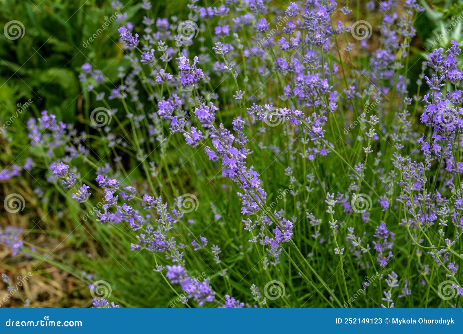 Blooming Lavender in a Field at Sunset Stock Image - Image of blooming ...