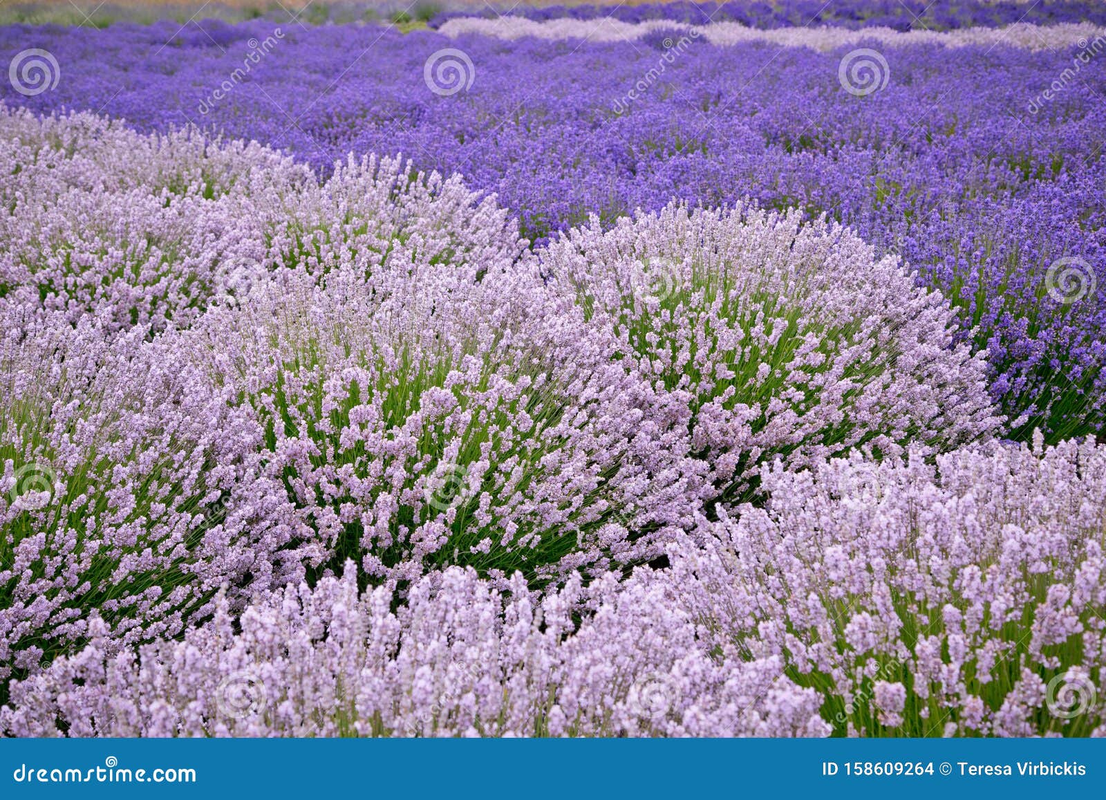 Blooming Lavender Fields in Pacific Northwest USA Stock Photo Image of aroma, bunch 158609264