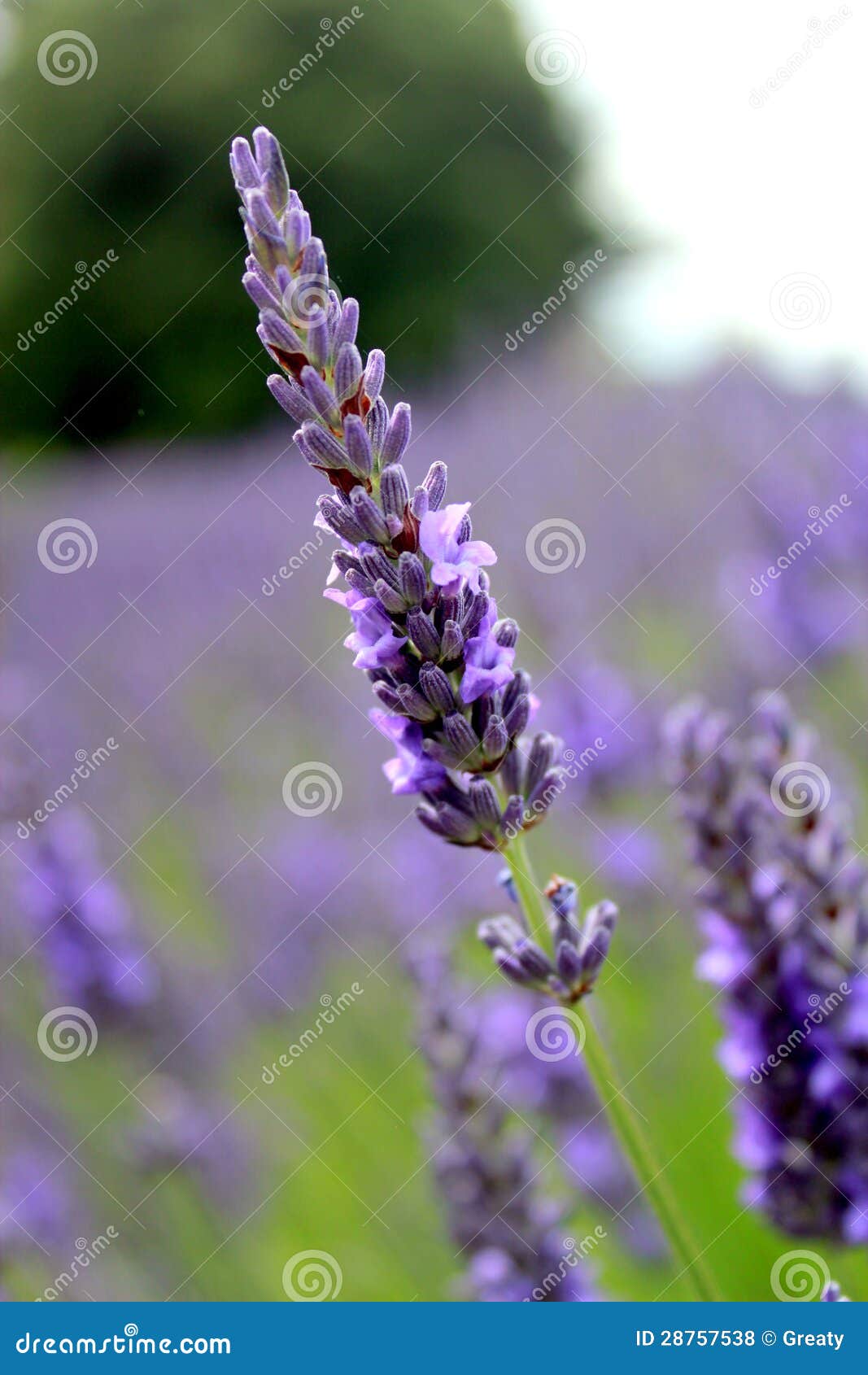 Blooming lavender garden stock photo. Image of lilac 28757538
