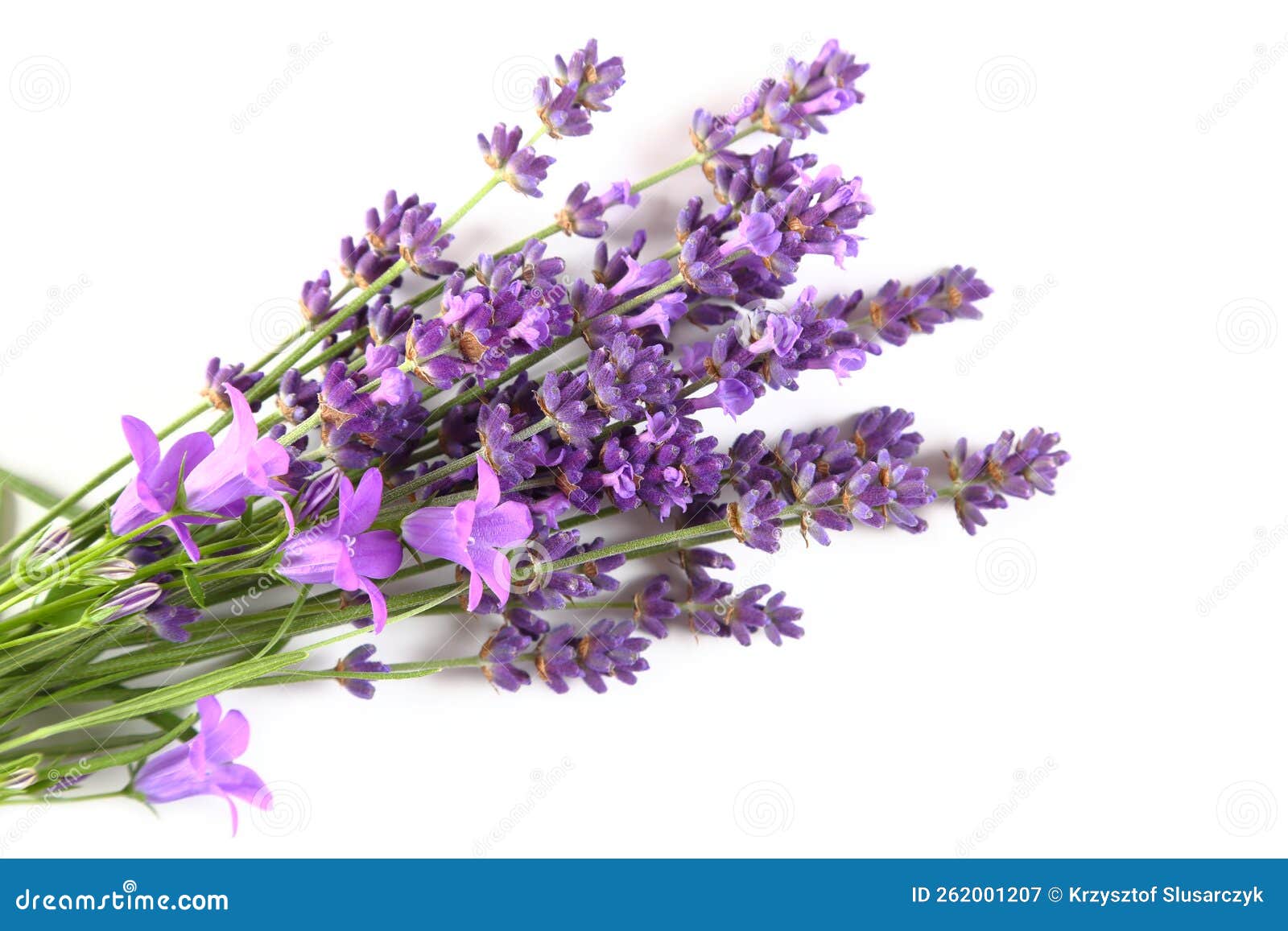 Blooming lavender stock image. Image of violet, background 262001207