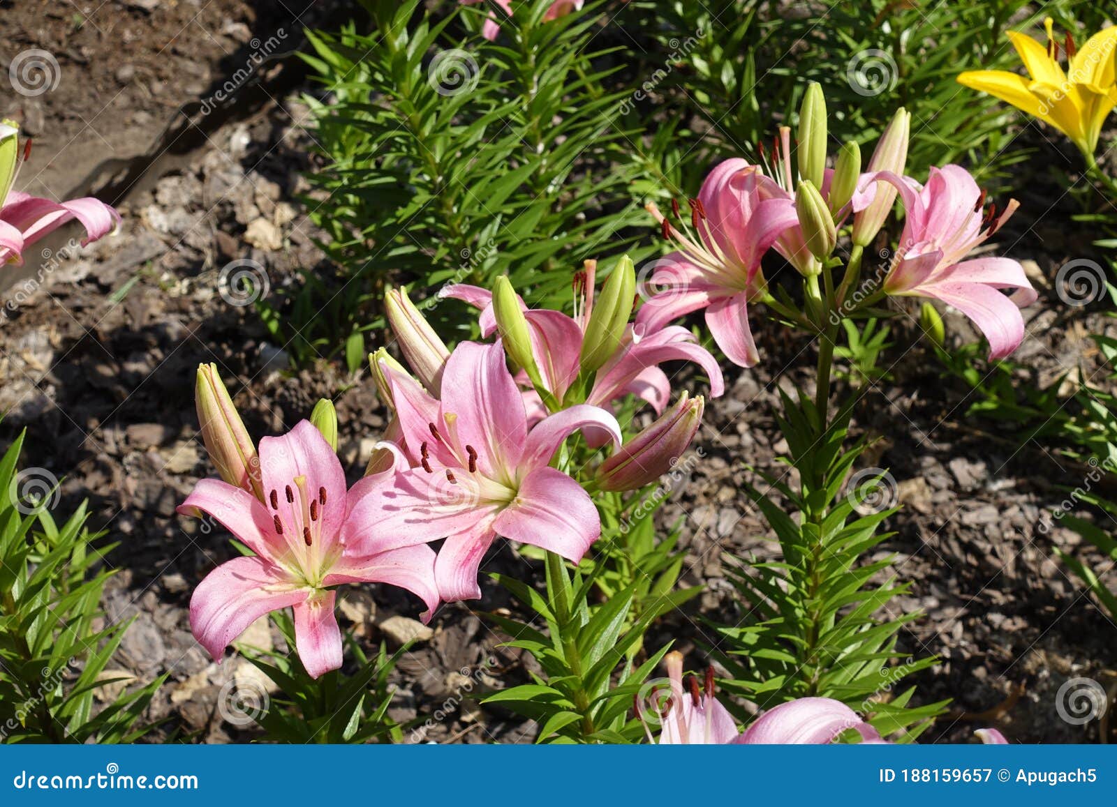 Blooming Light Pink Lilies in June Stock Image - Image of bloom, growth ...
