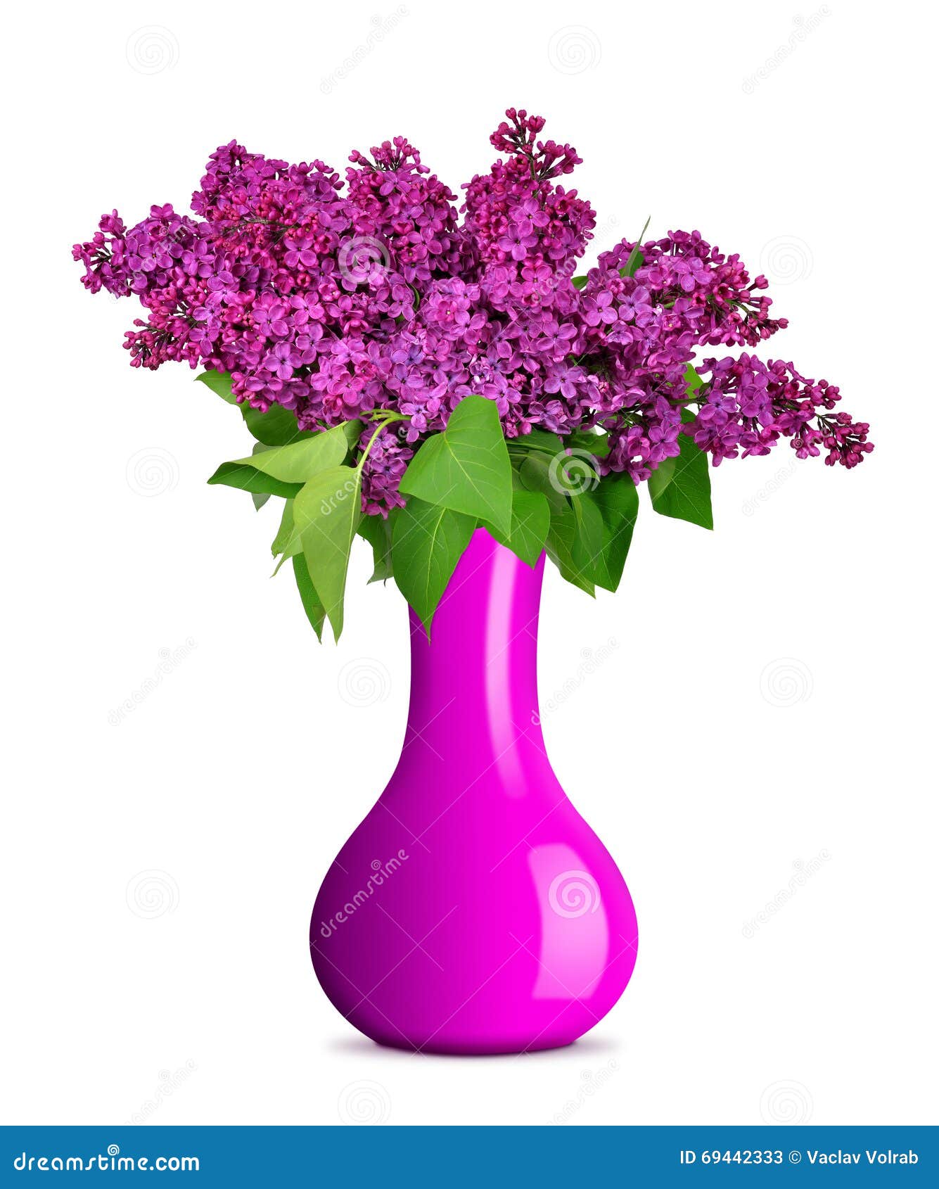 Blooming Lilac Flowers In Vase Stock Image Image of purple, blooming