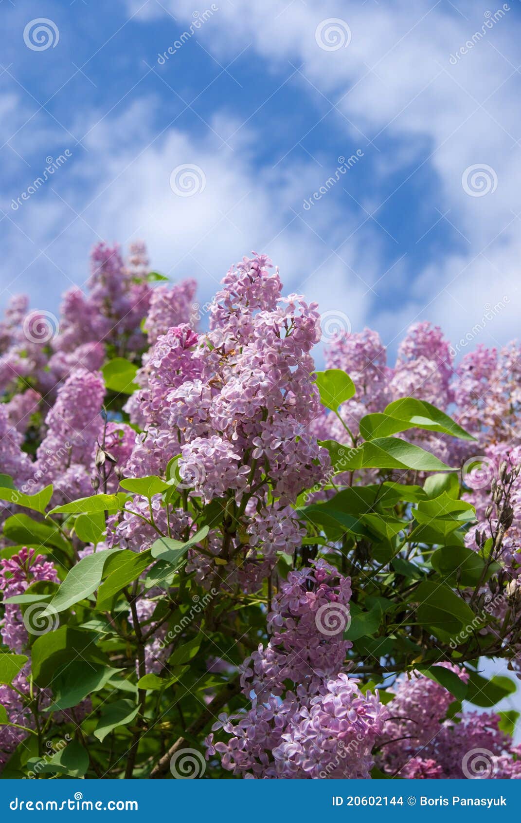 Blooming lilacs stock photo. Image of blossoms, flowers 20602144