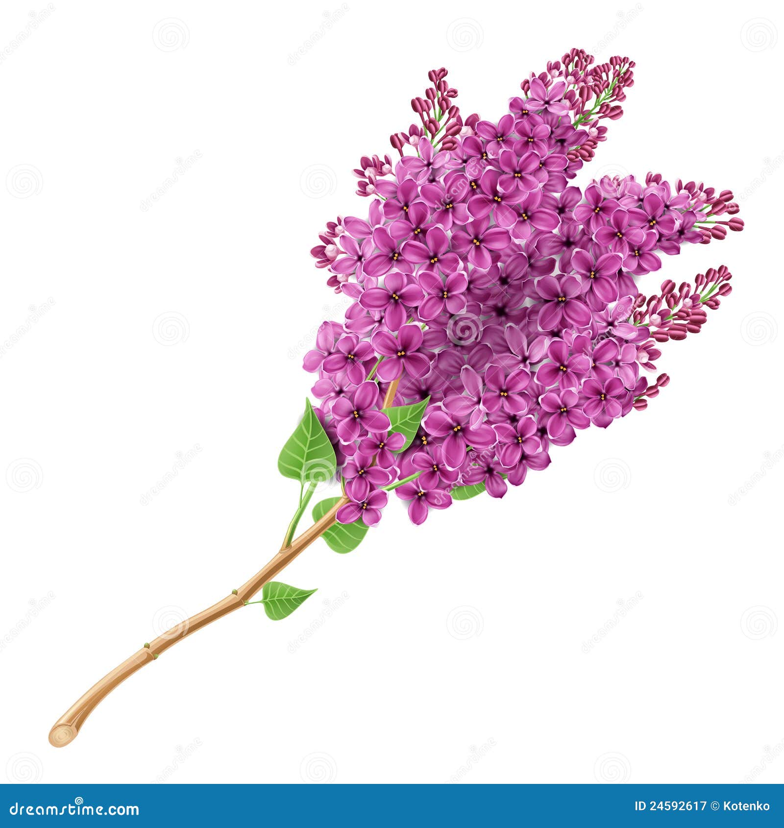 Blooming lilacs stock vector. Illustration of bloom, flowering - 24592617
