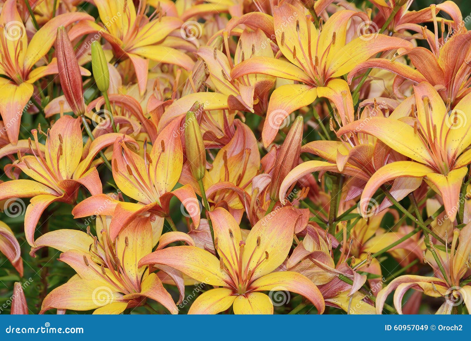 Blooming lilies stock image. Image of flower, plant, green 60957049