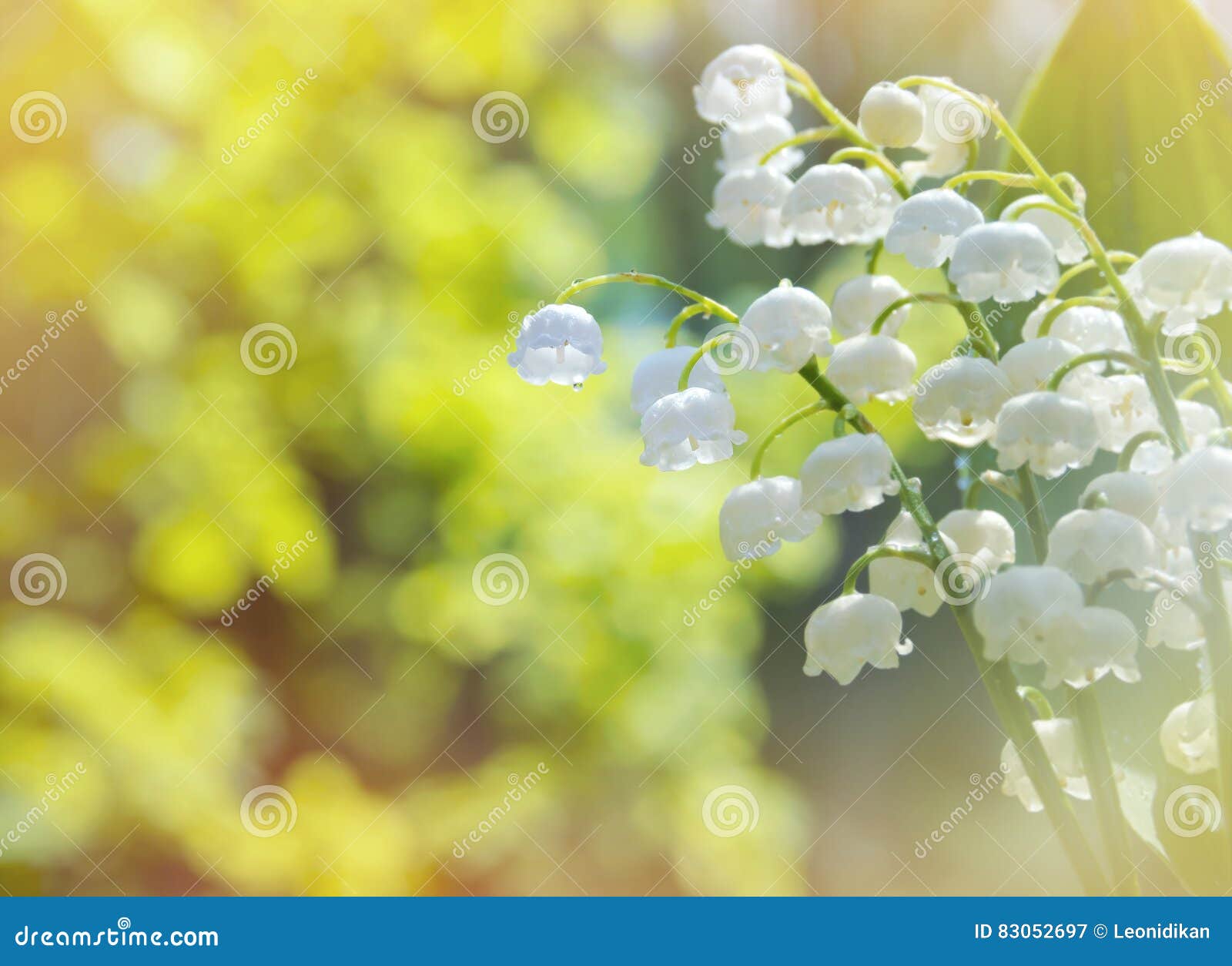 Blooming Lilies of the Valley. Stock Image Image of freshness, green