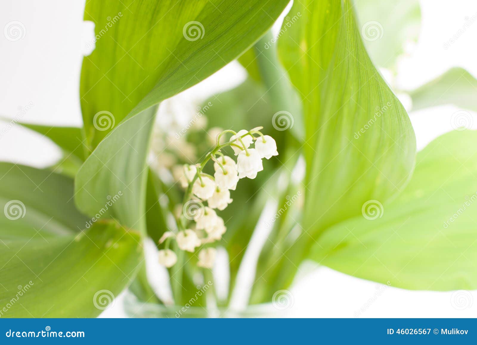 Blooming lily stock image. Image of scented, valley, nature 46026567