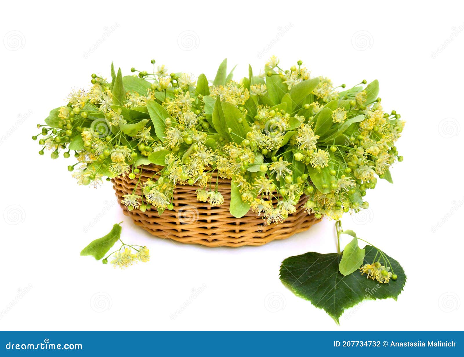 blooming linden tilia in the basket on white background