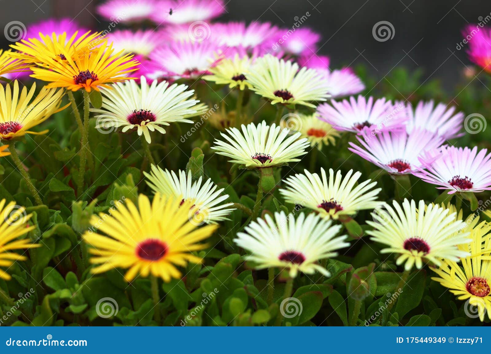 Blooming Livingstone Daisies Ice Plant Stock Image Image of bright