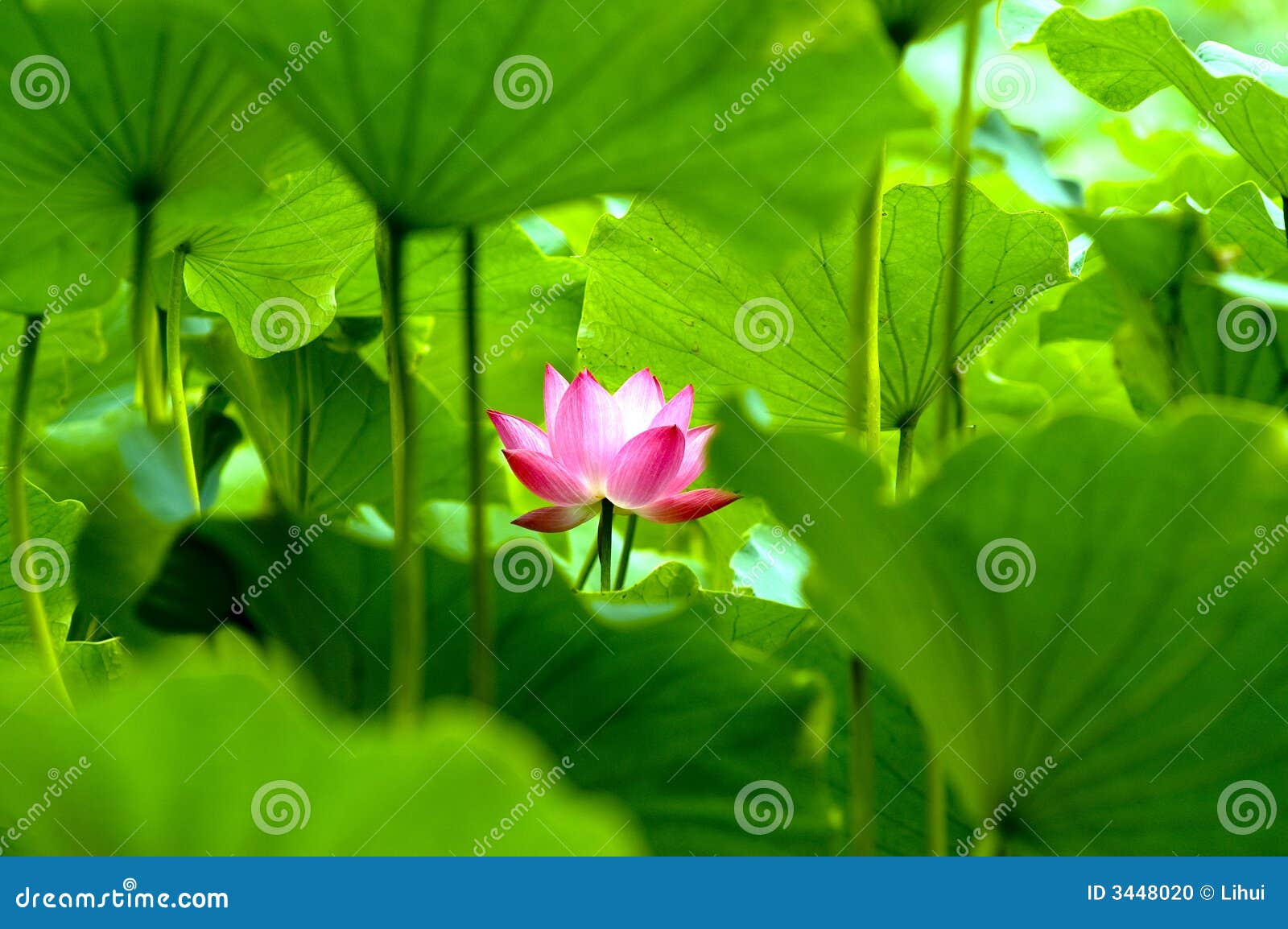 Blooming lotus flower stock photo. Image of petals, blooming 3448020