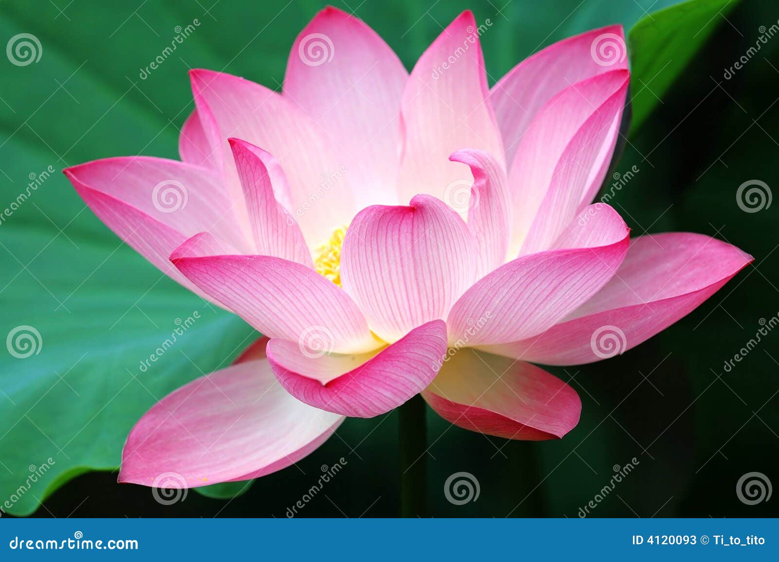 Blooming lotus flower stock image. Image of closeup, lake 4120093