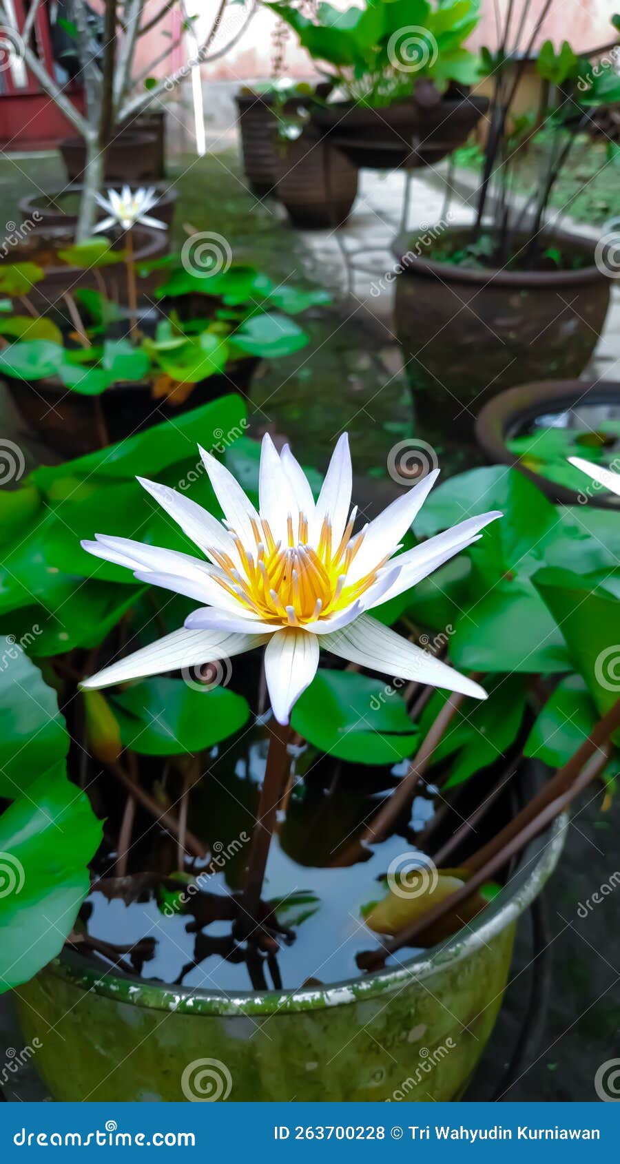 The Blooming Lotus Flower is Quite Beautiful Stock Photo Image of