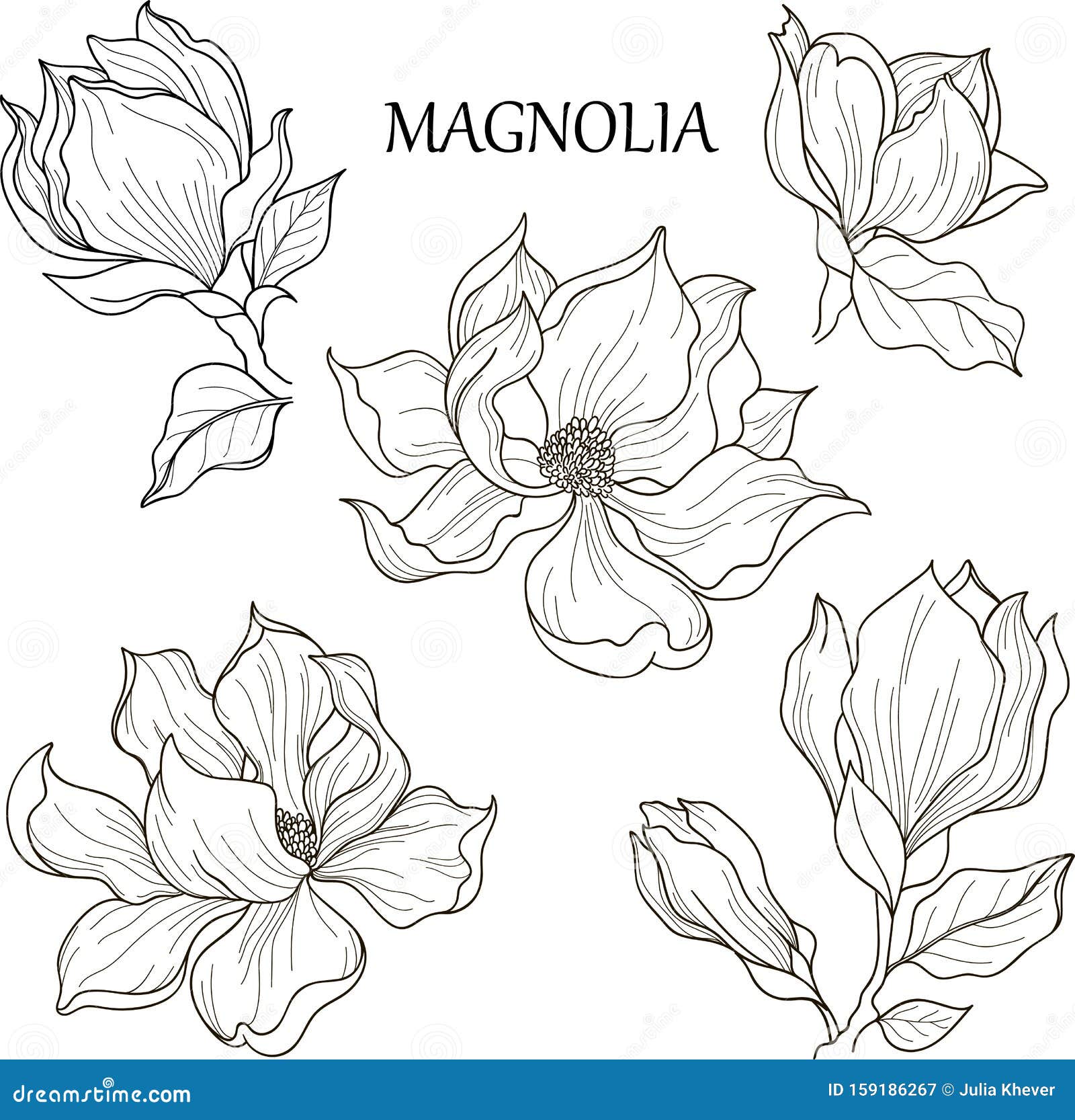 Blooming Magnolia with Leaves, Outline Hand Drawing Vector Illustration
