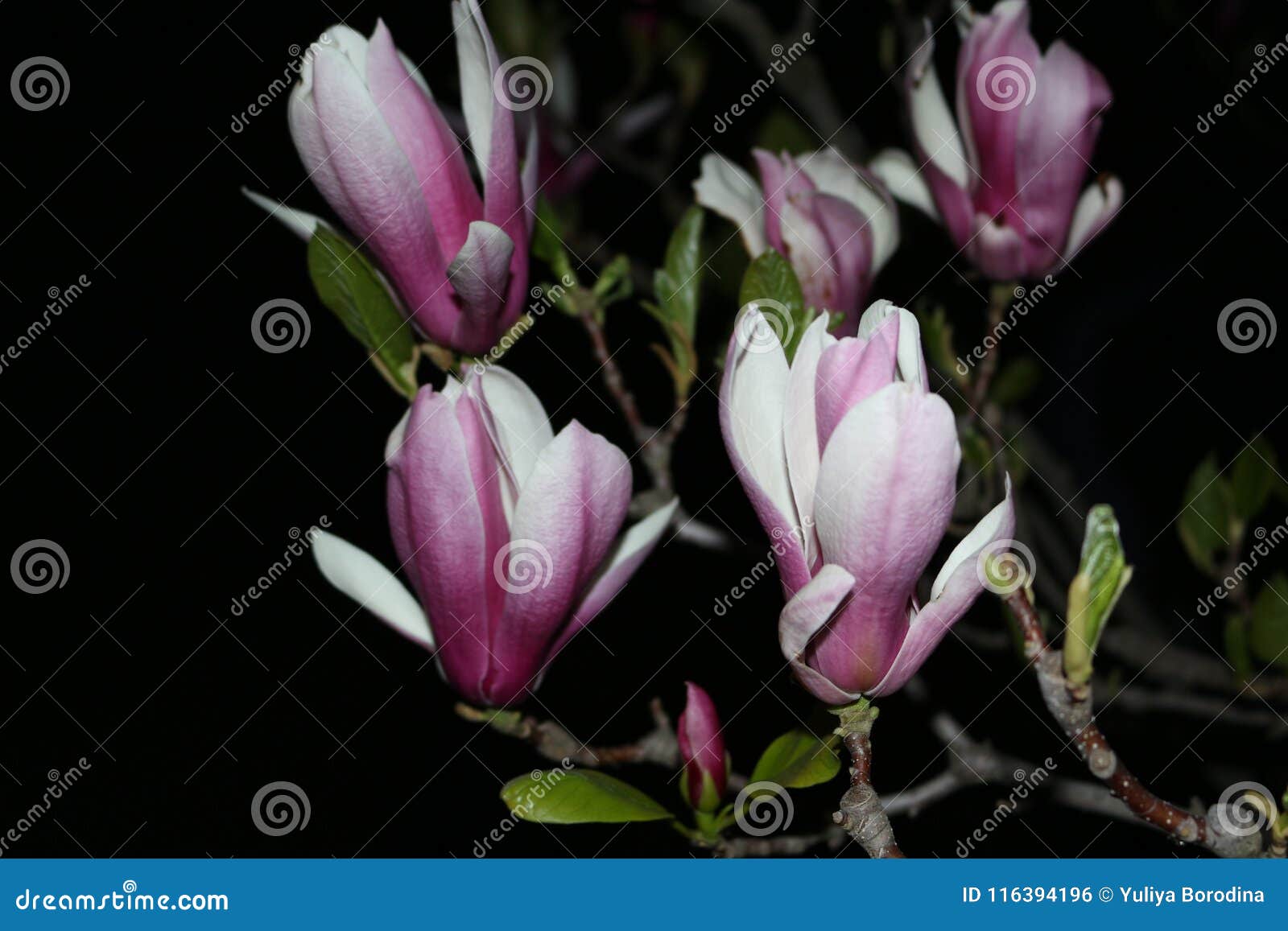 Blooming Magnolia in the Night Garden. she`s Beautiful Stock Photo ...