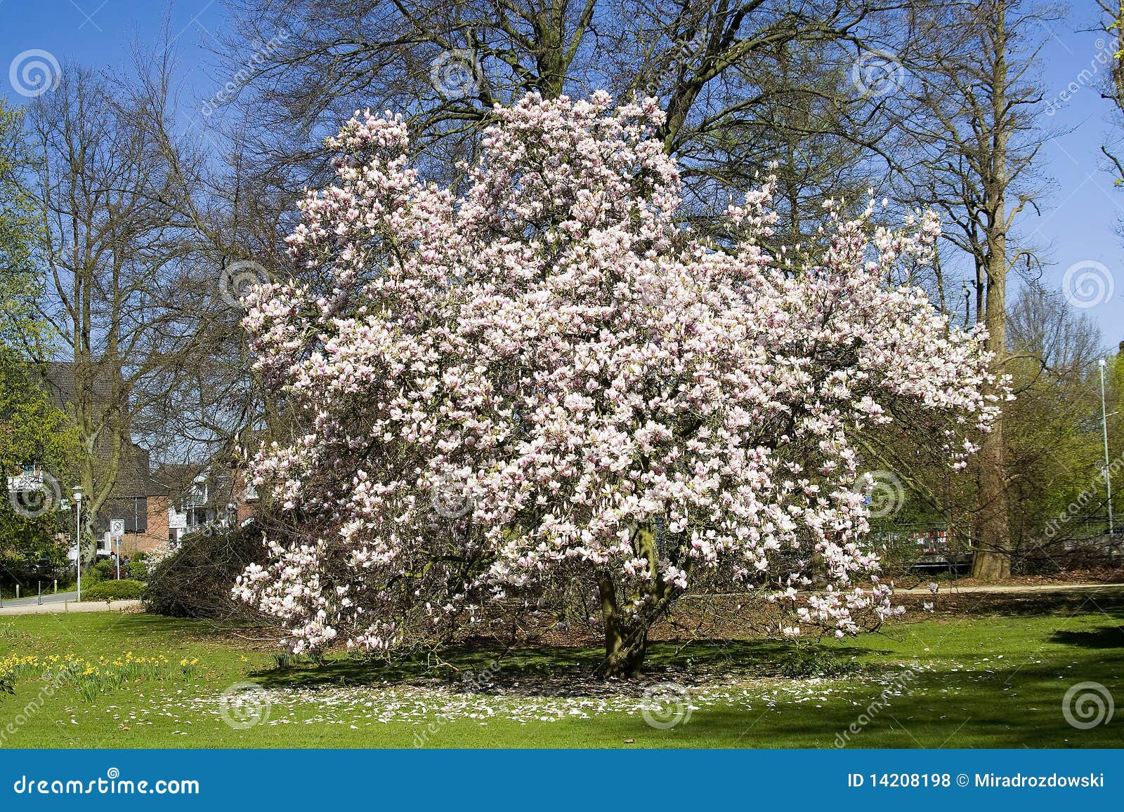 Blooming magnolia tree stock photo. Image of magnolia 14208198