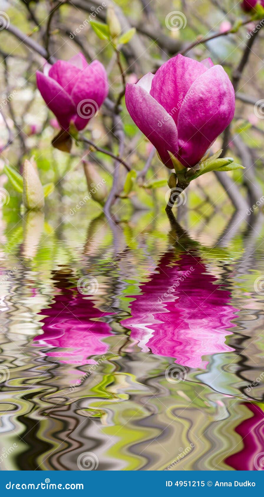 Blooming Magnolia at the Water Stock Image Image of summer, wood 4951215