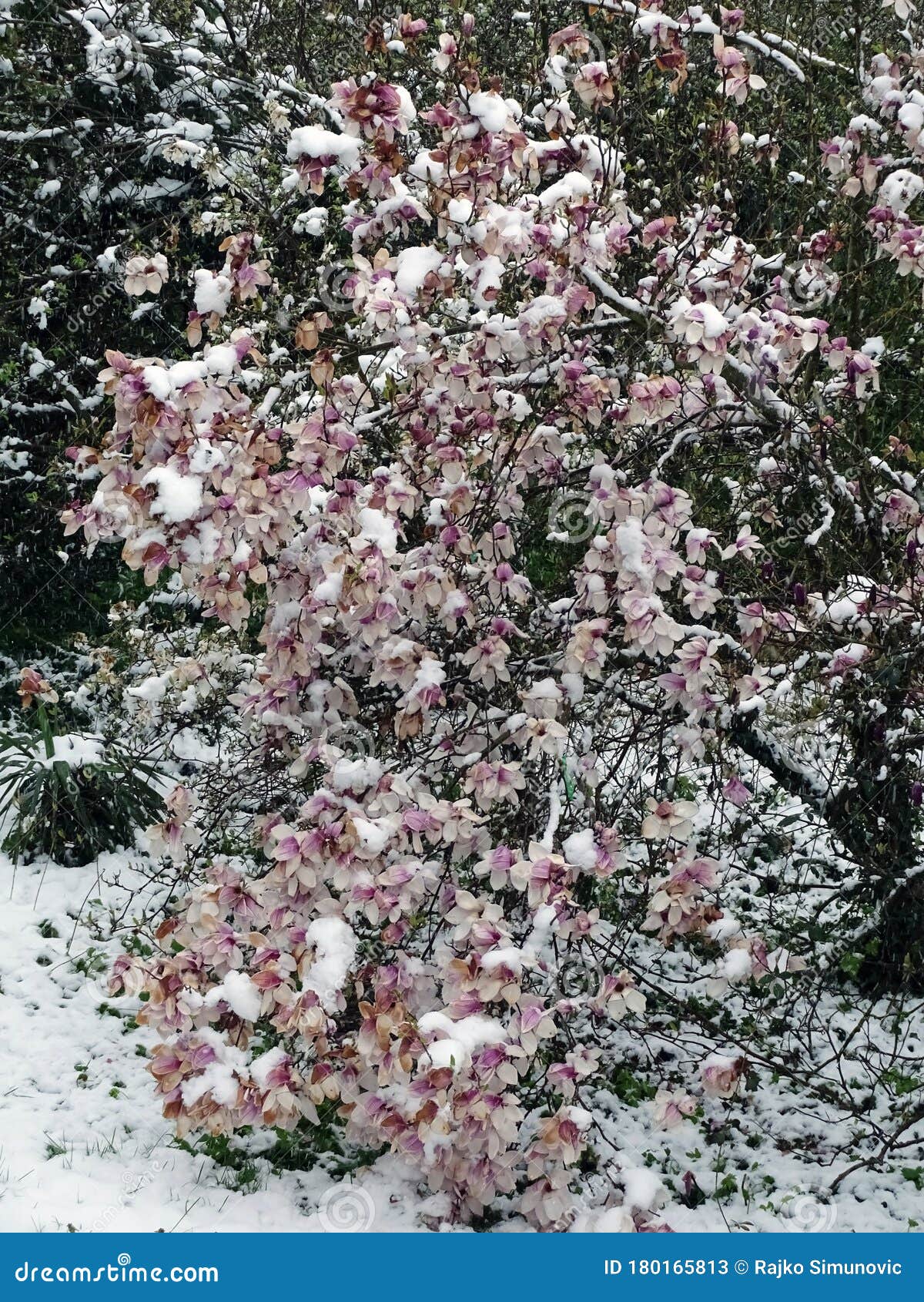Blooming Magnolias in Snowy Springtime Stock Image Image of bloom