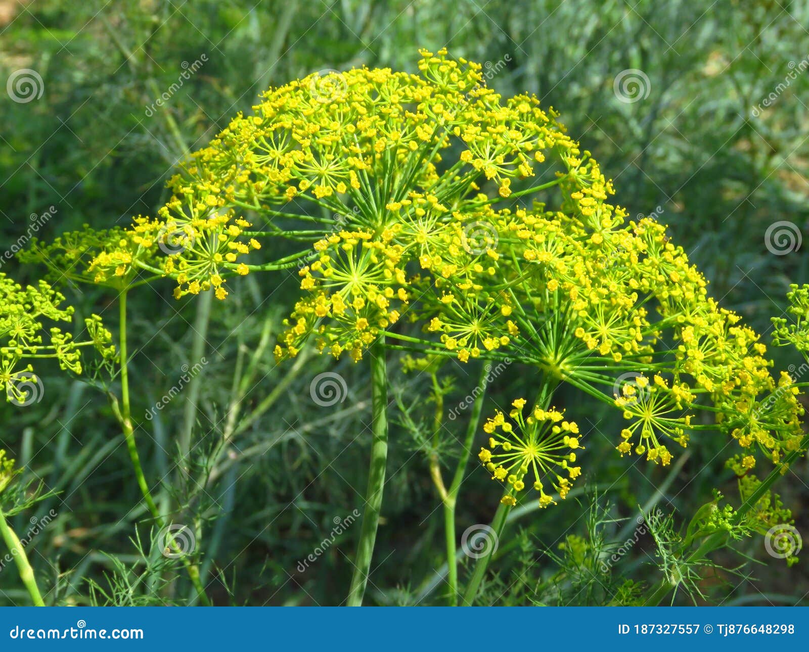 2000 SEEDS Herb Anethum Graveolens DILL