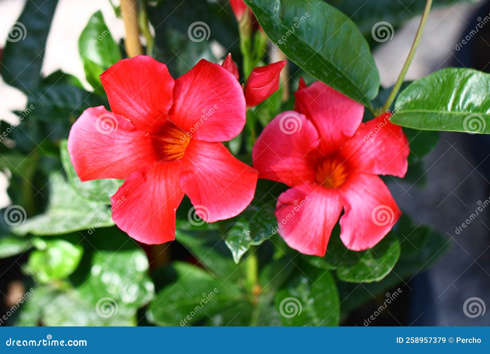Blooming mandevilla stock image. Image of cultivation 258957379