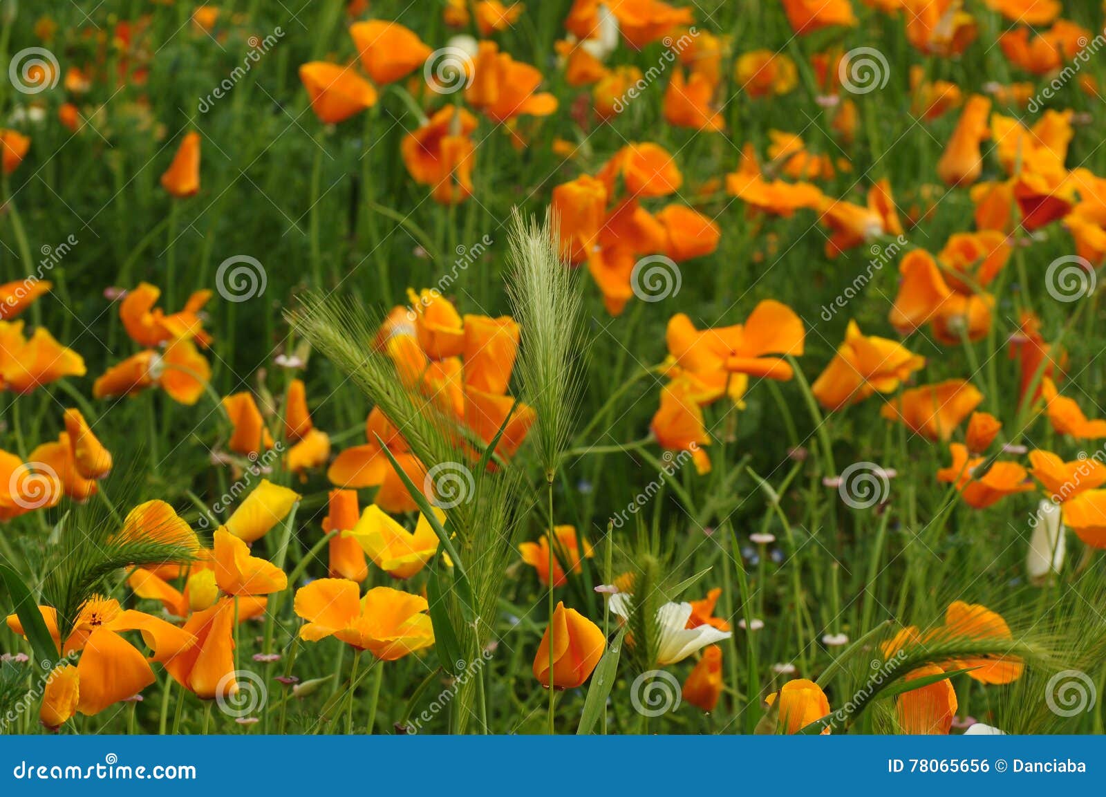 blooming mexican gold poppies in a garden in florence
