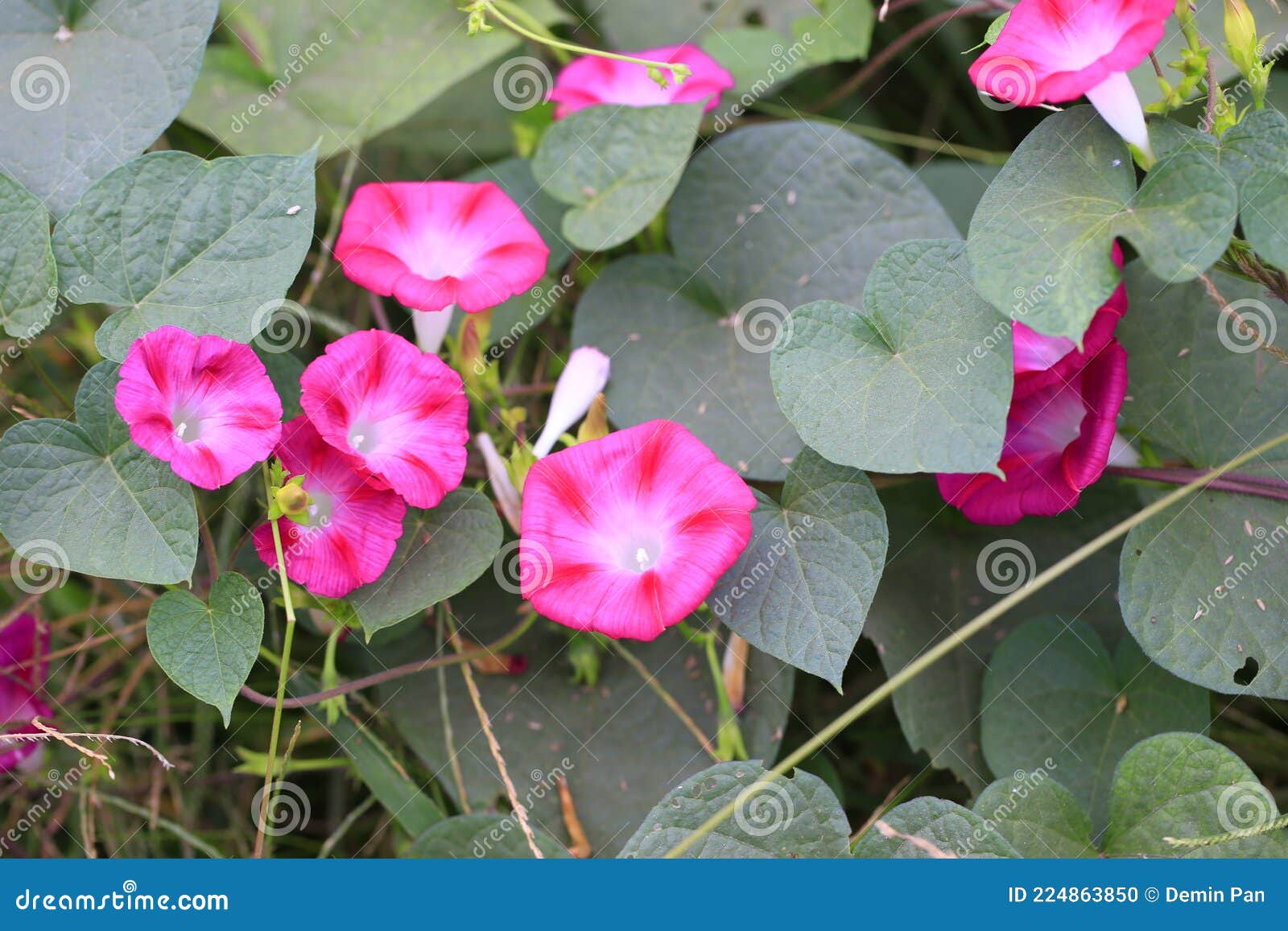 Blooming Morning Glory Vine Stock Photo Image of blooming, flowers
