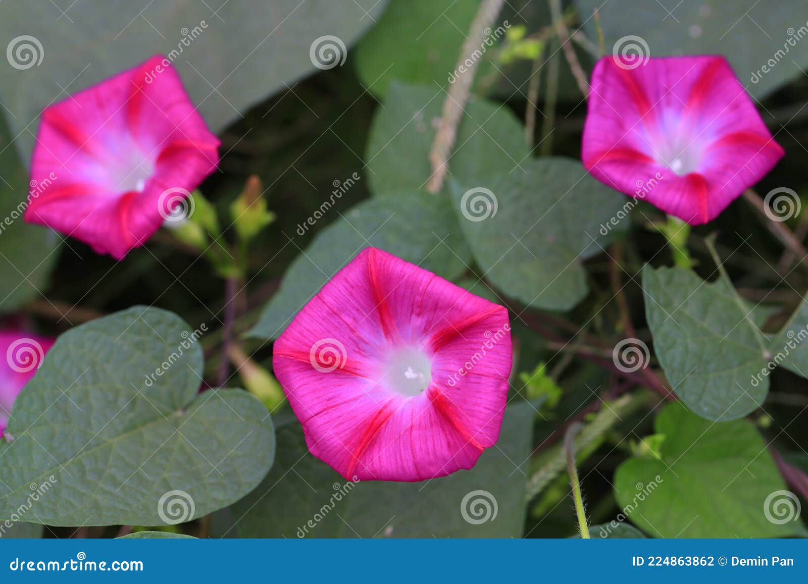 Blooming Morning Glory Vine Stock Photo Image of green, leaf 224863862