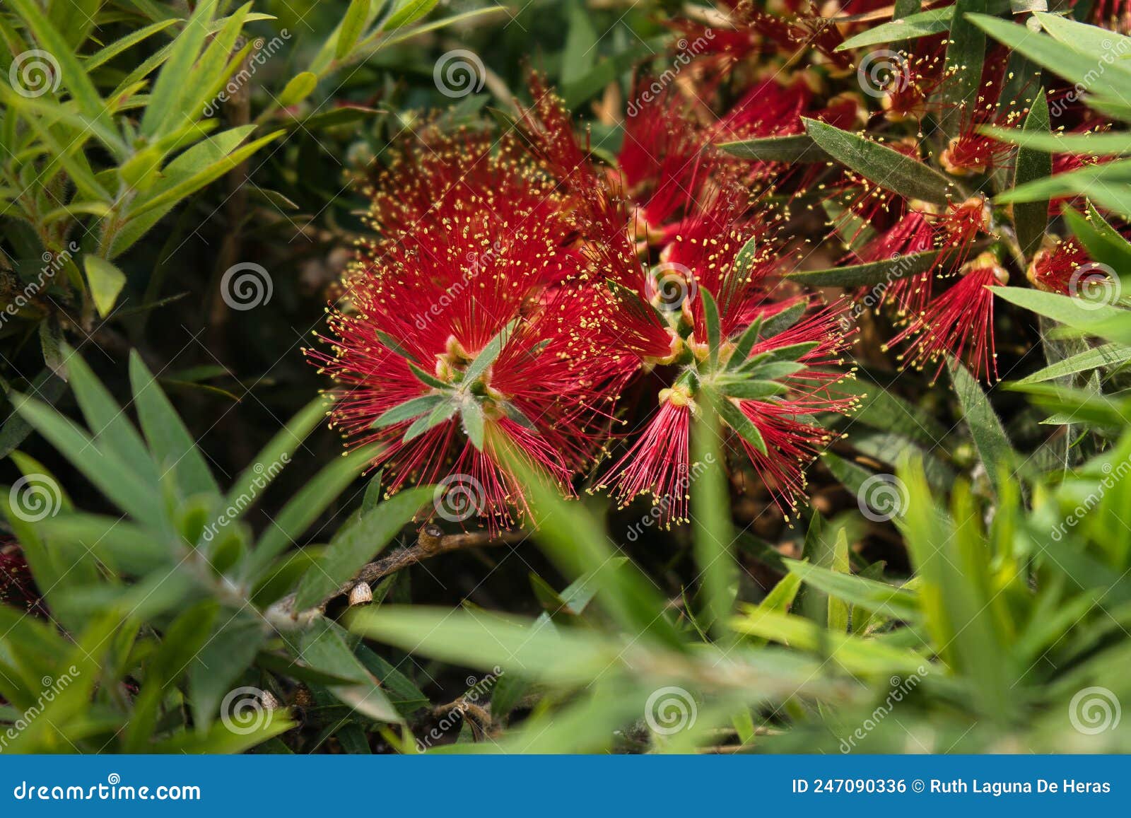 blooming new zealand christmas tree, pohutukawa, metrosideros excelsa, north island, nueva zelanda