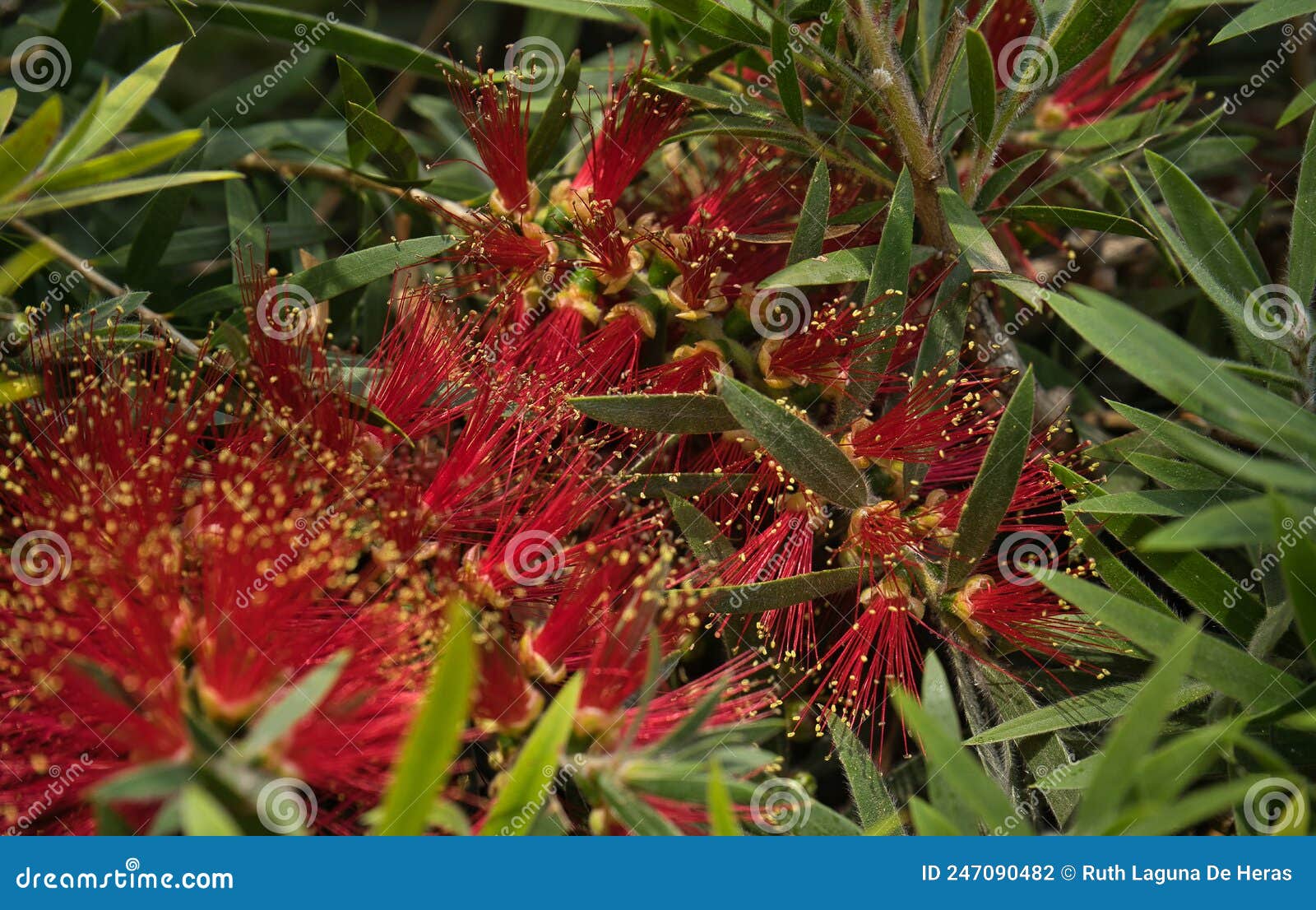 blooming new zealand christmas tree, pohutukawa, metrosideros excelsa, north island, nueva zelanda