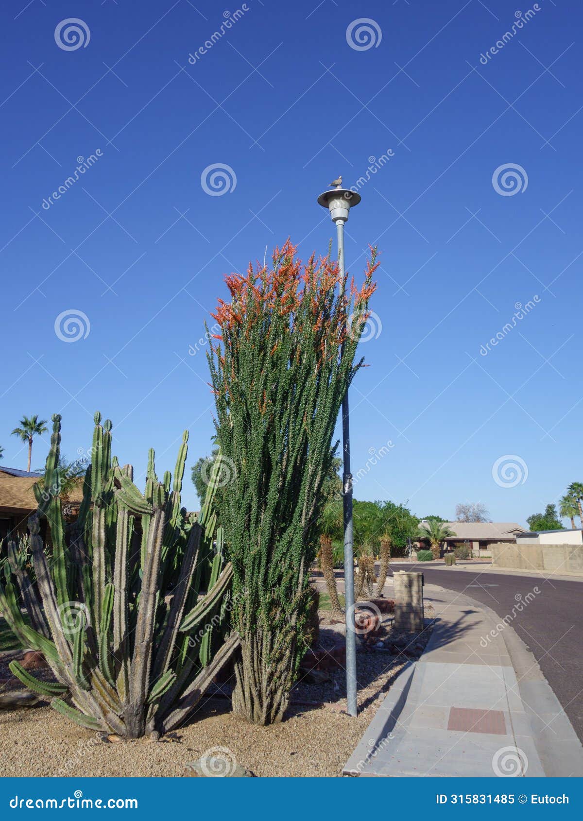 cereus cacti and blooming ocotillo in arizona xeriscaping