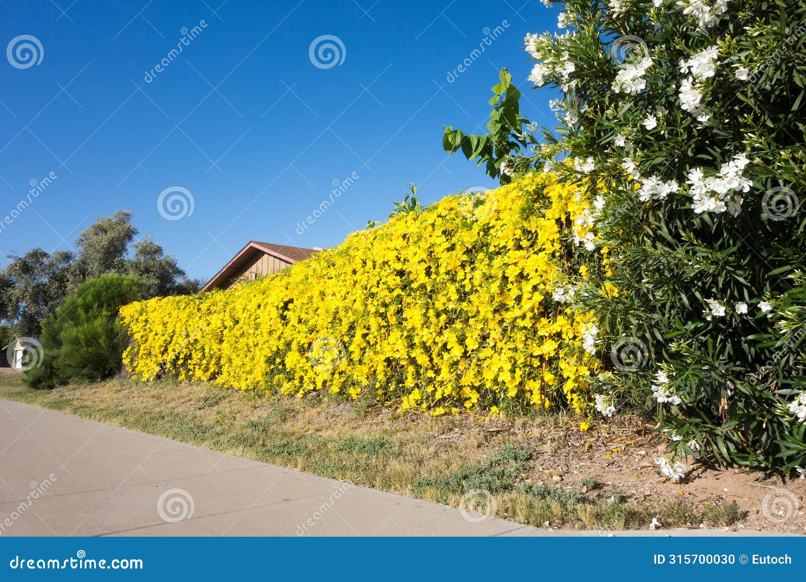 blooming oleander and dolichandra unguis-cati in a colorful hedge, phoenix, az