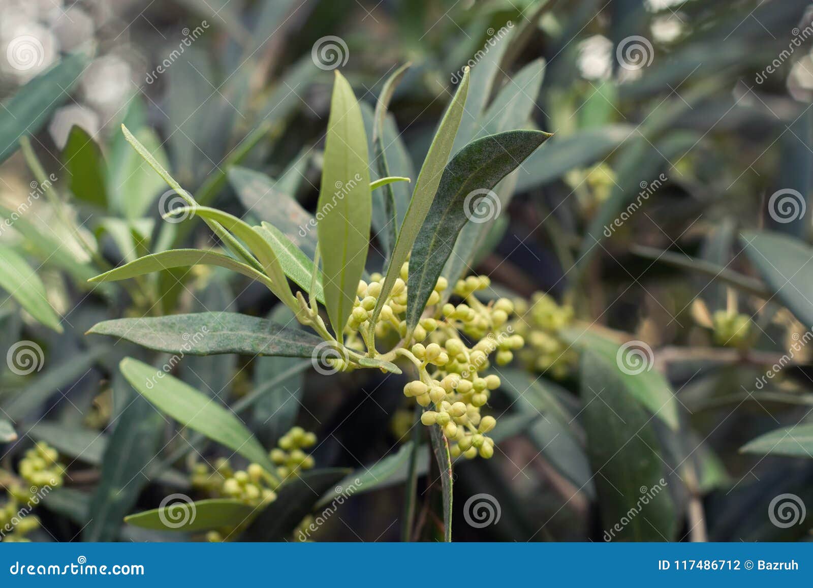 Blooming olive tree stock photo. Image of bloom, farming 117486712