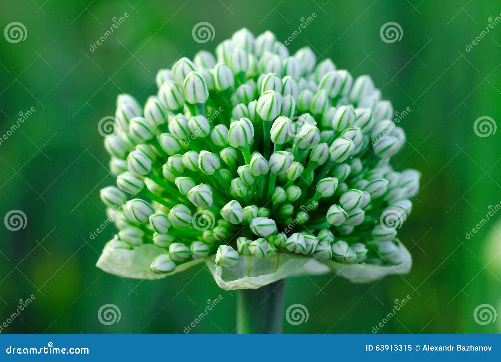 Blooming onion stock image. Image of green, allium, herb 63913315