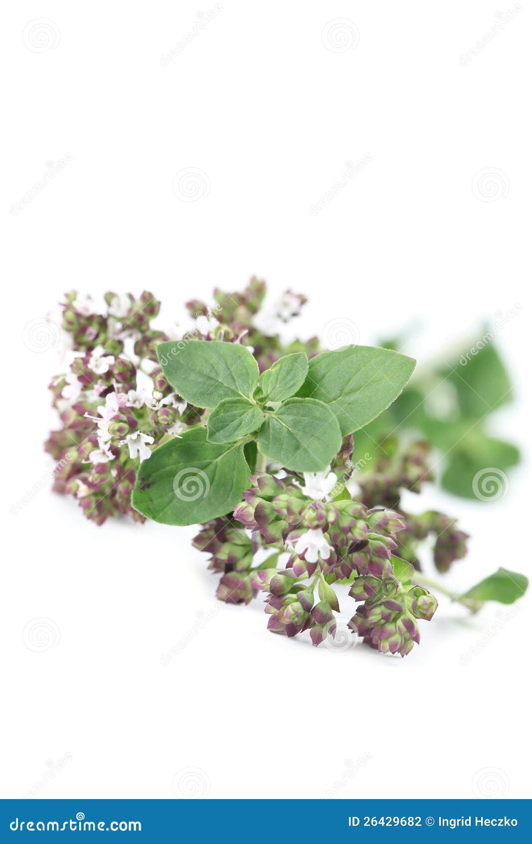 Blooming oregano stock photo. Image of healthy, food 26429682