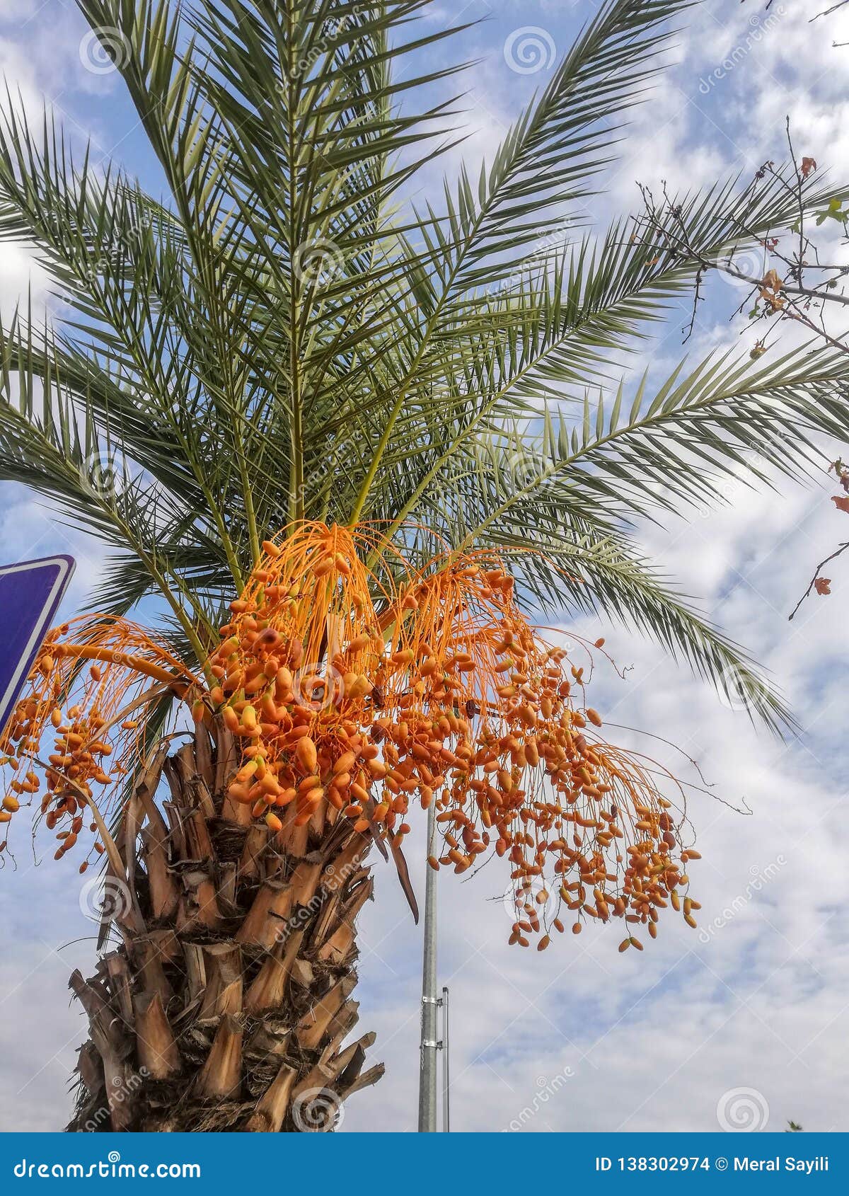 Blooming Palm Tree, Fethiye Stock Photo - Image of long, light: 138302974