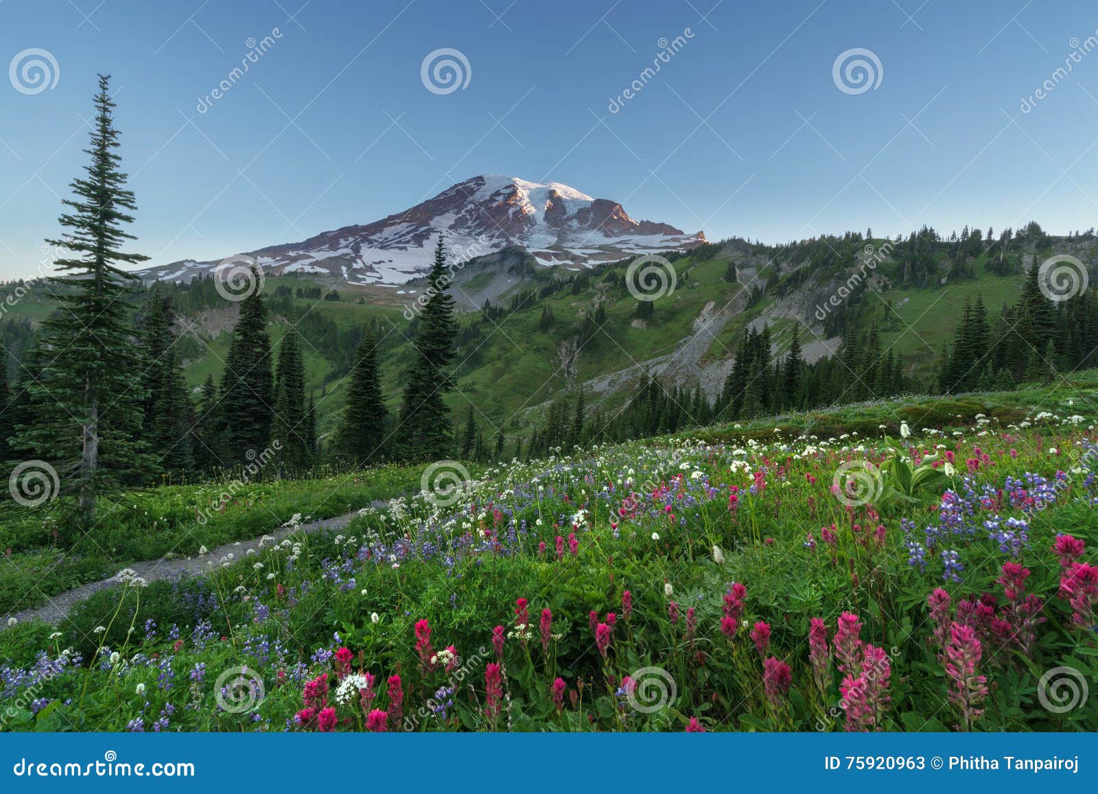 Blooming in Paradise stock image. Image of national, washington - 75920963
