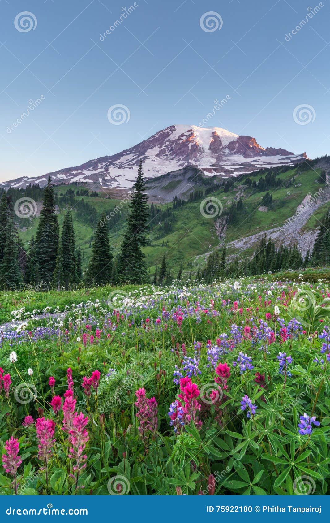 Blooming in Paradise stock photo. Image of rainier, people - 75922100