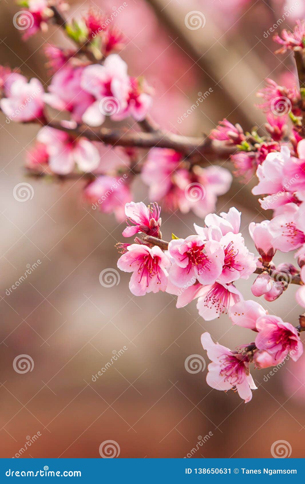 Blooming Peach Cherry in the Branches of Trees, Pink Flowers in Full ...